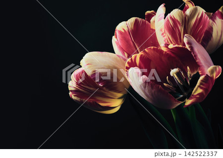 Close-up of exotic striped tulips on black background Close-up of exotic striped tulips on black background 142522337