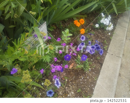紫色と白色小さいラッパ状の花はペチニアの花とマリーゴールドのオレンジ色の花ーゴールドのオレンジ色の 紫色と白色小さいラッパ状の花はペチニアの花とマリーゴールドのオレンジ色の花ーゴールドのオレンジ色の 142522531