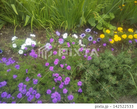 白と青のペチニアと黄色のマリゴールドと紫色のハマナデシコの花 白と青のペチニアと黄色のマリゴールドと紫色のハマナデシコの花 142522533