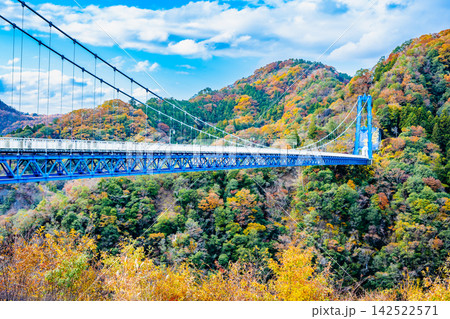 茨城 紅葉に染まる竜神大吊橋 茨城 紅葉に染まる竜神大吊橋 142522571