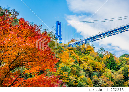 茨城 紅葉に染まる竜神大吊橋 茨城 紅葉に染まる竜神大吊橋 142522584