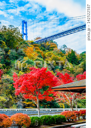茨城 紅葉に染まる竜神大吊橋 茨城 紅葉に染まる竜神大吊橋 142522587