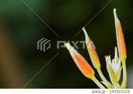 開花を待つオオマツヨイグサの蕾 142523129