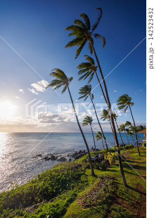 Stunning Hawaii ocean sunset with silhouettes of palm trees swaying against a vibrant sky 142523432