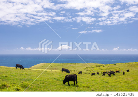 Cows grazing on hills with ocean view Cows grazing on hills with ocean view 142523439