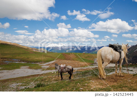 Horses standing in mountain landscape Horses standing in mountain landscape 142523445