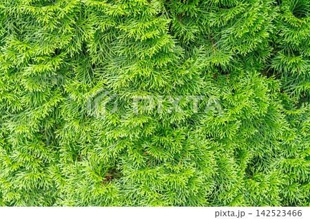 Bright green thuja branches natural foliage background 142523466