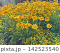 綺麗な黄色い花 142523540