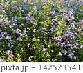群生する紫の可愛い花々 142523541