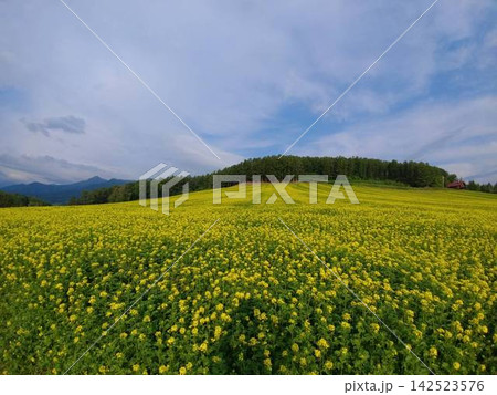 富良野に広がる黄色い花畑と丘のある風景 142523576