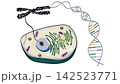 Biology diagram explaining cellular anatomy connection to chromosome structure and dna double helix strand. Educational illustration of genetic code replication process for science study 142523771