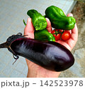 家庭菜園で収穫したばかりの茄子とピーマンとミニトマト 142523978
