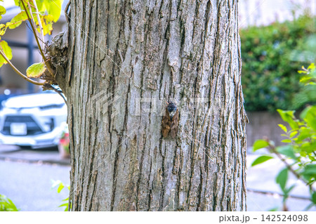 日本の横浜都市景観9月住宅街・街路樹の低い位置に止まるアブラゼミ…＝4日、横浜市内 142524098
