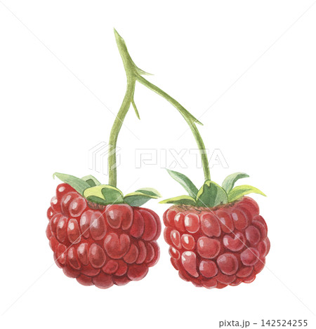 Raspberries. Hand-painted watercolor illustration isolated on white for food packaging, desserts, branding, labels, logo, recipes, cookbooks, jam, beverages, cosmetics, stationery, textiles, design Raspberries. Hand-painted watercolor illustration isolated on white for food packaging, desserts, branding, labels, logo, recipes, cookbooks, jam, beverages, cosmetics, stationery, textiles, design 142524255
