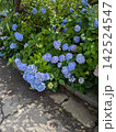 小さな花 142524547