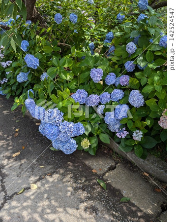 小さな花 142524547