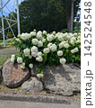 小さな花 142524548