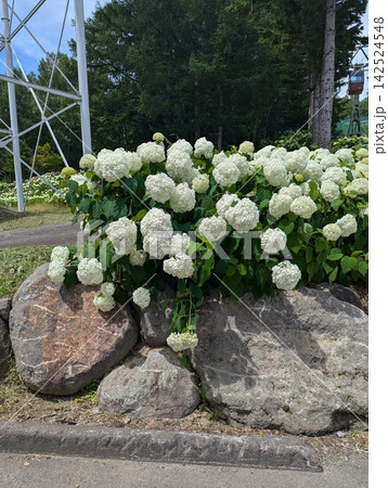小さな花 142524548