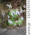 小さな花 142524550