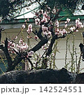 小さな花 142524551
