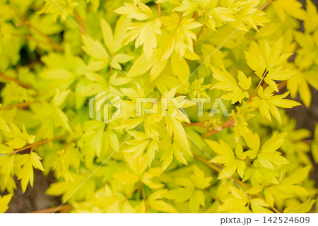 Texture of Bright Yellow Leaves of Dicentra Gold Heart Texture of Bright Yellow Leaves of Dicentra Gold Heart 142524609