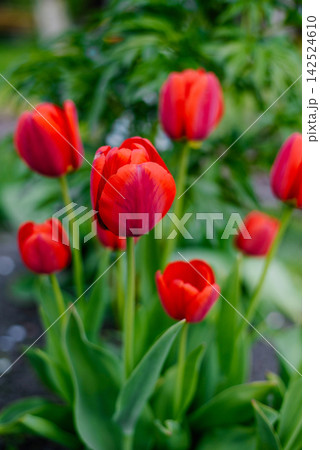 Group of Bright Red Tulips Blooming in Spring Garden 142524610