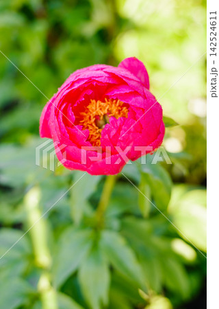 Pink Cytherea Peony Flower Blooming In Garden 142524611
