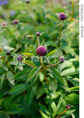 Closed Flower Buds of Purple Kansas Peony in Garden Closed Flower Buds of Purple Kansas Peony in Garden 142524612