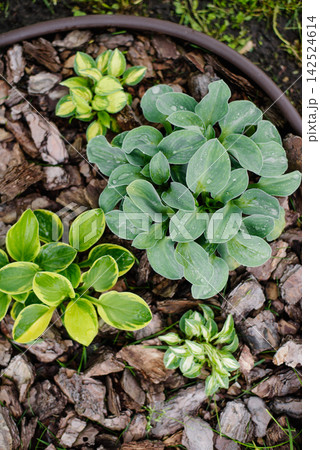 Mini Hosta Tea and Crumpets Pandora Box Blue Mouse Ears and Cherry Tart 142524614