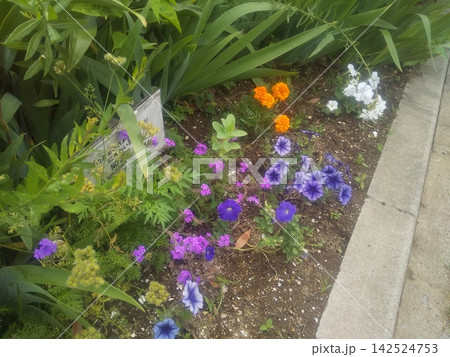 紫色と白色小さいラッパ状の花はペチニアの花とマリーゴールドのオレンジ色の花ーゴールドのオレンジ色の 紫色と白色小さいラッパ状の花はペチニアの花とマリーゴールドのオレンジ色の花ーゴールドのオレンジ色の 142524753