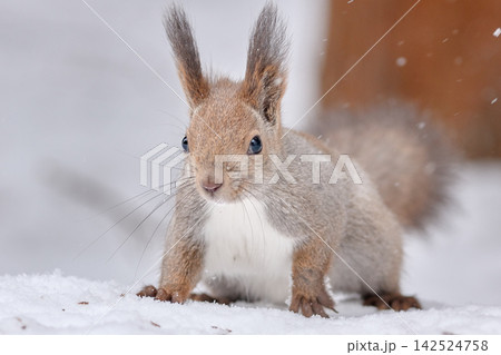 エゾリス 雪 エゾリス 雪 142524758
