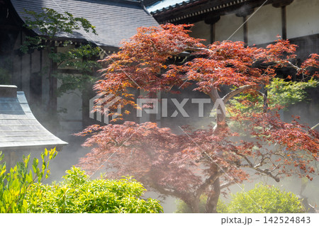 Japanese maple in Daisho-in Temple garden on Miyajima Island Japanese maple in Daisho-in Temple garden on Miyajima Island 142524843