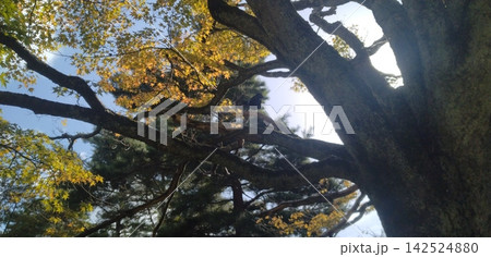 卯辰山 紅葉したイチョウ 卯辰山 紅葉したイチョウ 142524880