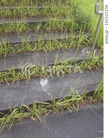 石段の雑草　雑草　石造りの階段 142525156