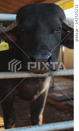 Vertical video. Black cow or bull looks at the camera standing in a cowshed on a farm. Industrial modern breeding cattle. Vertical video. Black cow or bull looks at the camera standing in a cowshed on a farm. Industrial modern breeding cattle. 142525212