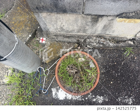 コンクリートの隙間から生える雑草 コンクリートの隙間から生える雑草 142525775