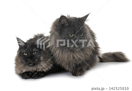maine coon cats maine coon cats 142525810