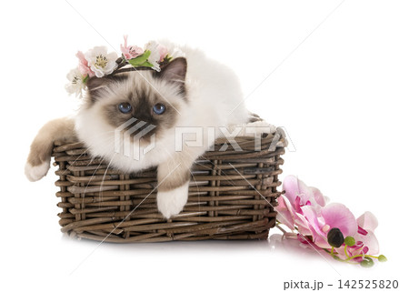 birman kitten in studio birman kitten in studio 142525820
