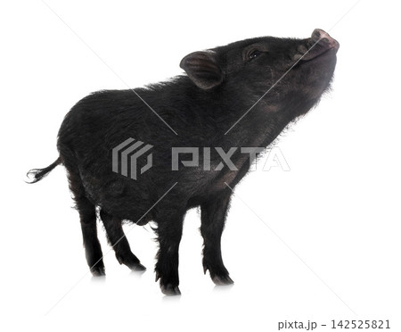 vietnamese pig in studio 142525821