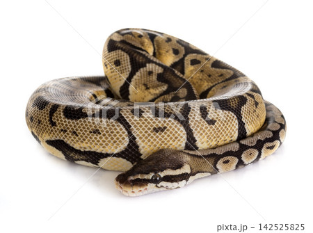 Ball python in studio Ball python in studio 142525825