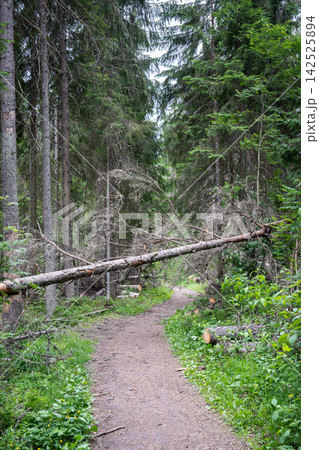 Fallen tree blocking a narrow walking trail through a dense green coniferous forest in summer. Fallen tree blocking a narrow walking trail through a dense green coniferous forest in summer. 142525894