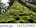 苔むした木 142525965