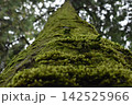 苔むした木 142525966