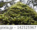 苔むした木 142525967