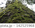 苔の生えた木 142525968