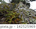 苔の生えた木 142525969