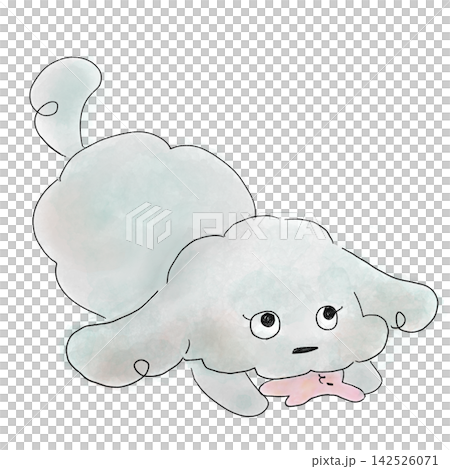一隻玩具貴賓犬一邊玩玩具一邊盯著鏡頭。 一隻玩具貴賓犬一邊玩玩具一邊盯著鏡頭。 142526071