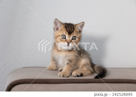 Young kitten portrait on neutral sofa with wide copy space Young kitten portrait on neutral sofa with wide copy space 142526095