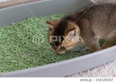 Young kitten sniffing cat litter while exploring a litter box 142526097