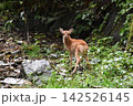 山で遭遇した野生の鹿 142526145
